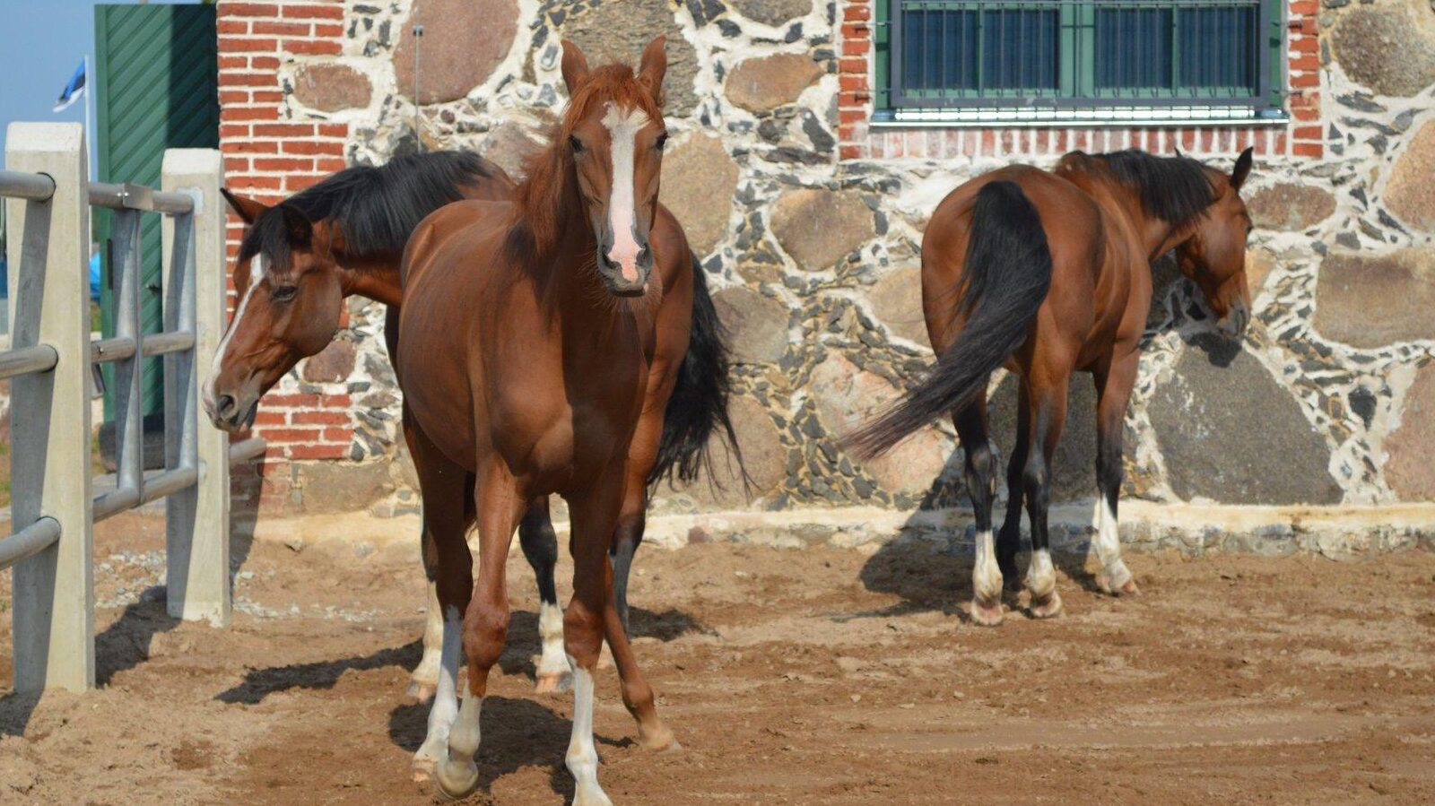 Tori Hobusekasvandus