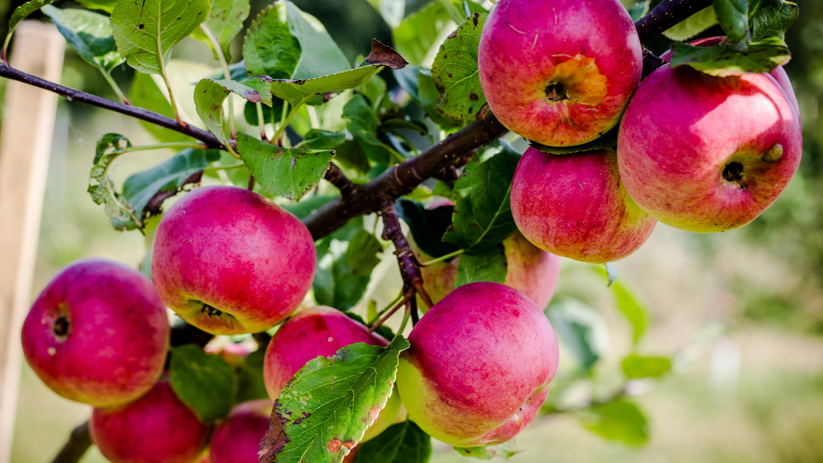 Piesta Kuusikaru, Ragne Värk