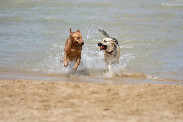 dog-g6ff0d7f13_1920 (1)