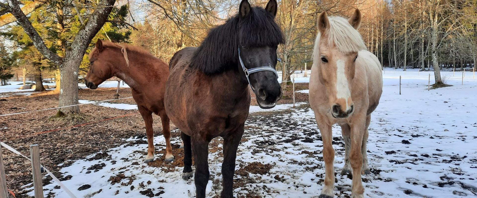 Jakobsoni Talumuuseumi töötuba "Eesti toidu aastaring talus"
