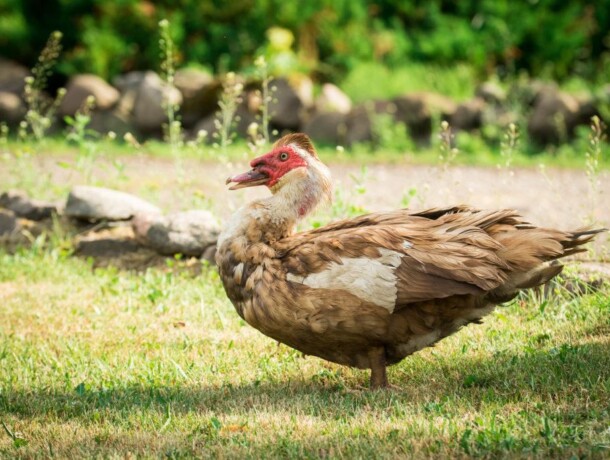 Küti-Uuetoa linnufarm