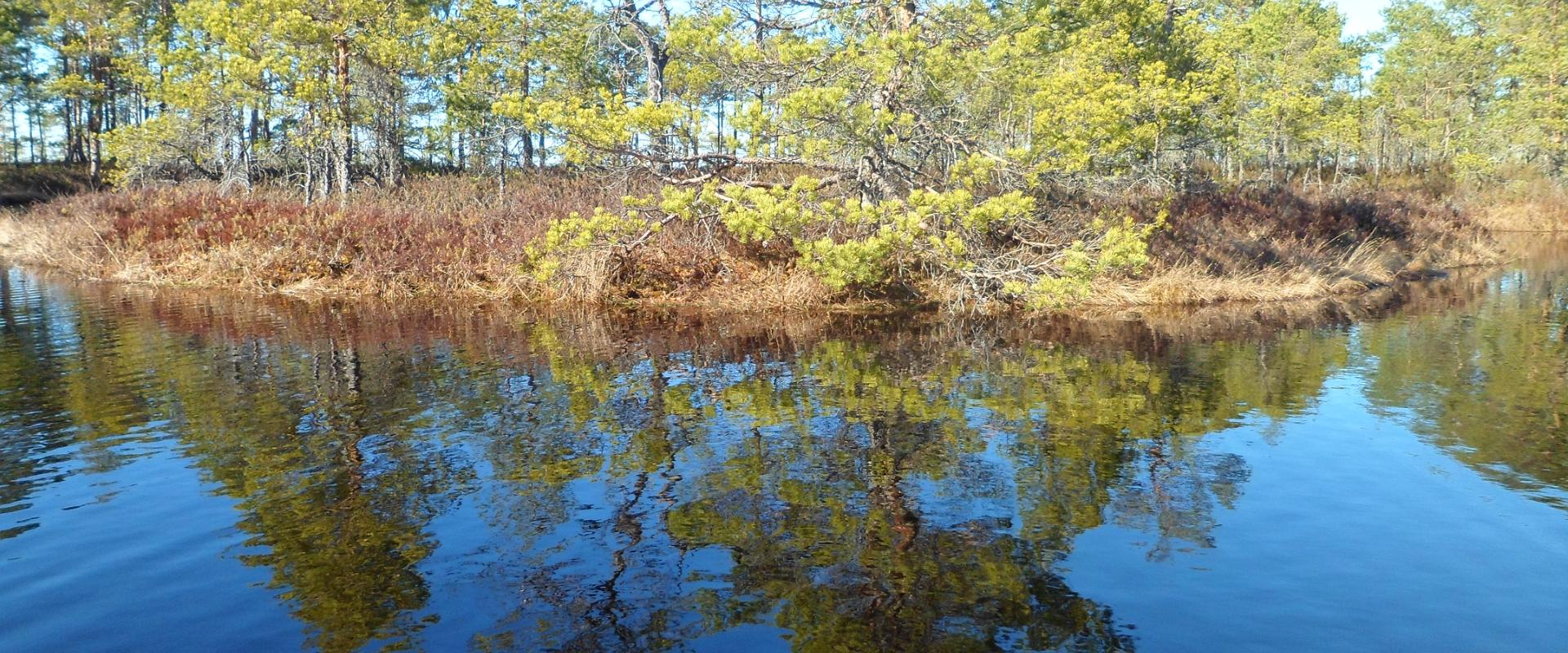 Saimniecības "Viruna" "Jaunavu medības"