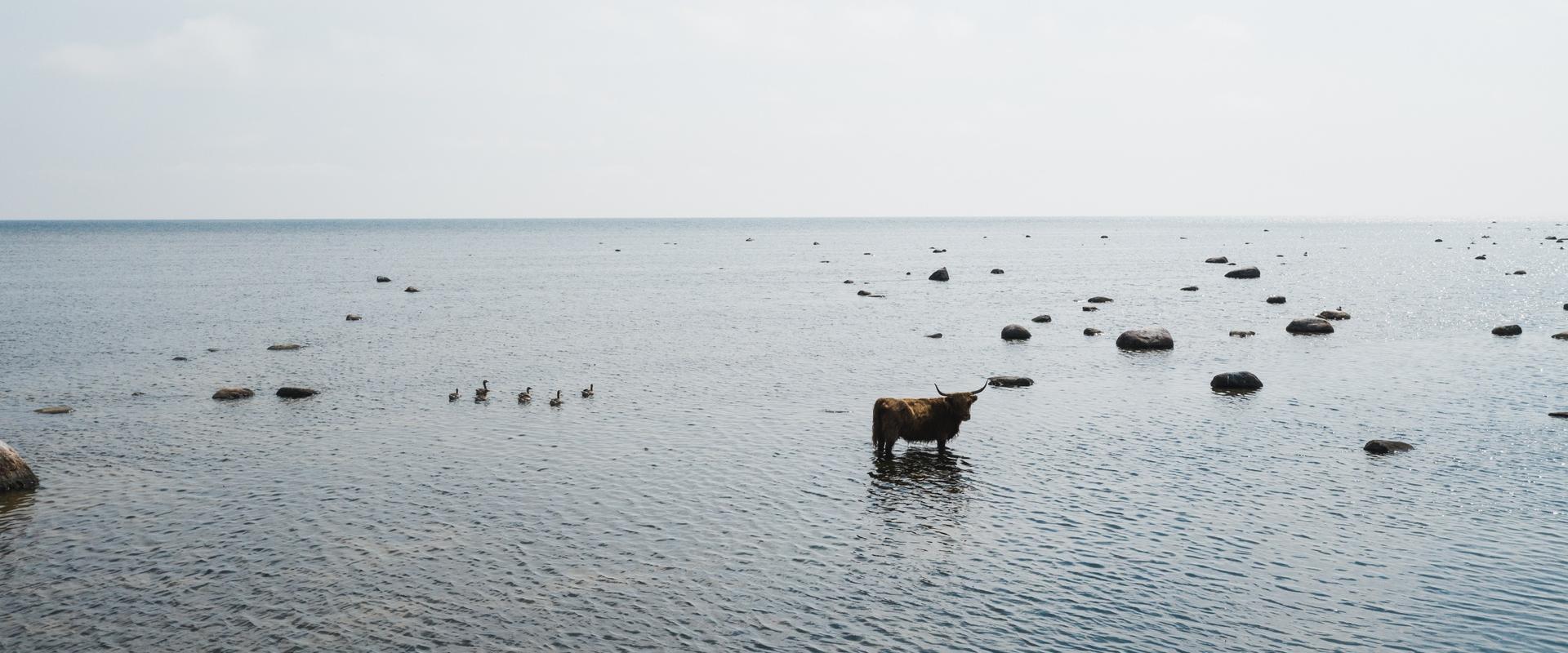 Meresüstamatkad Kihnu väinas