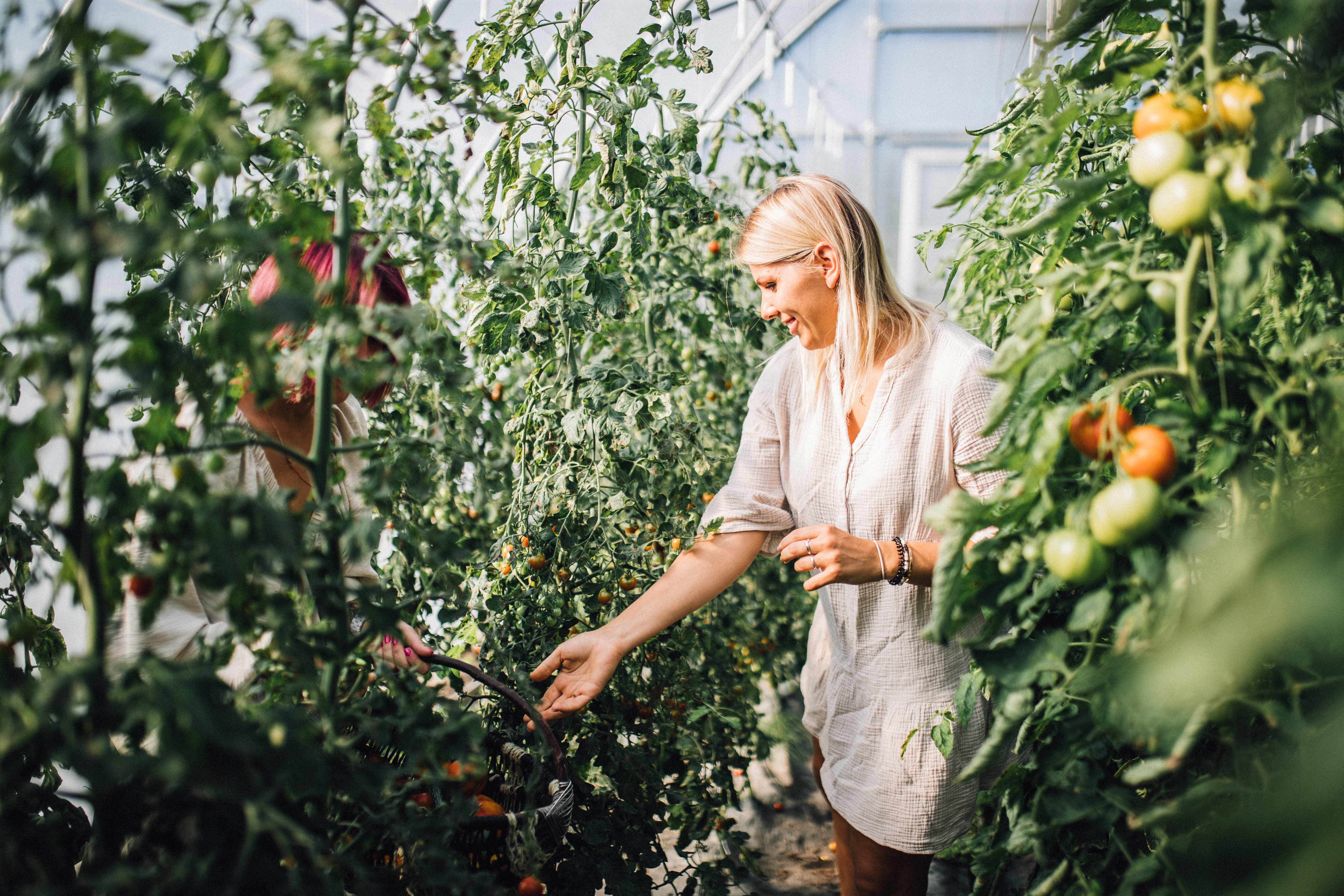 Klaara-Manni ausa aiavilja töötuba