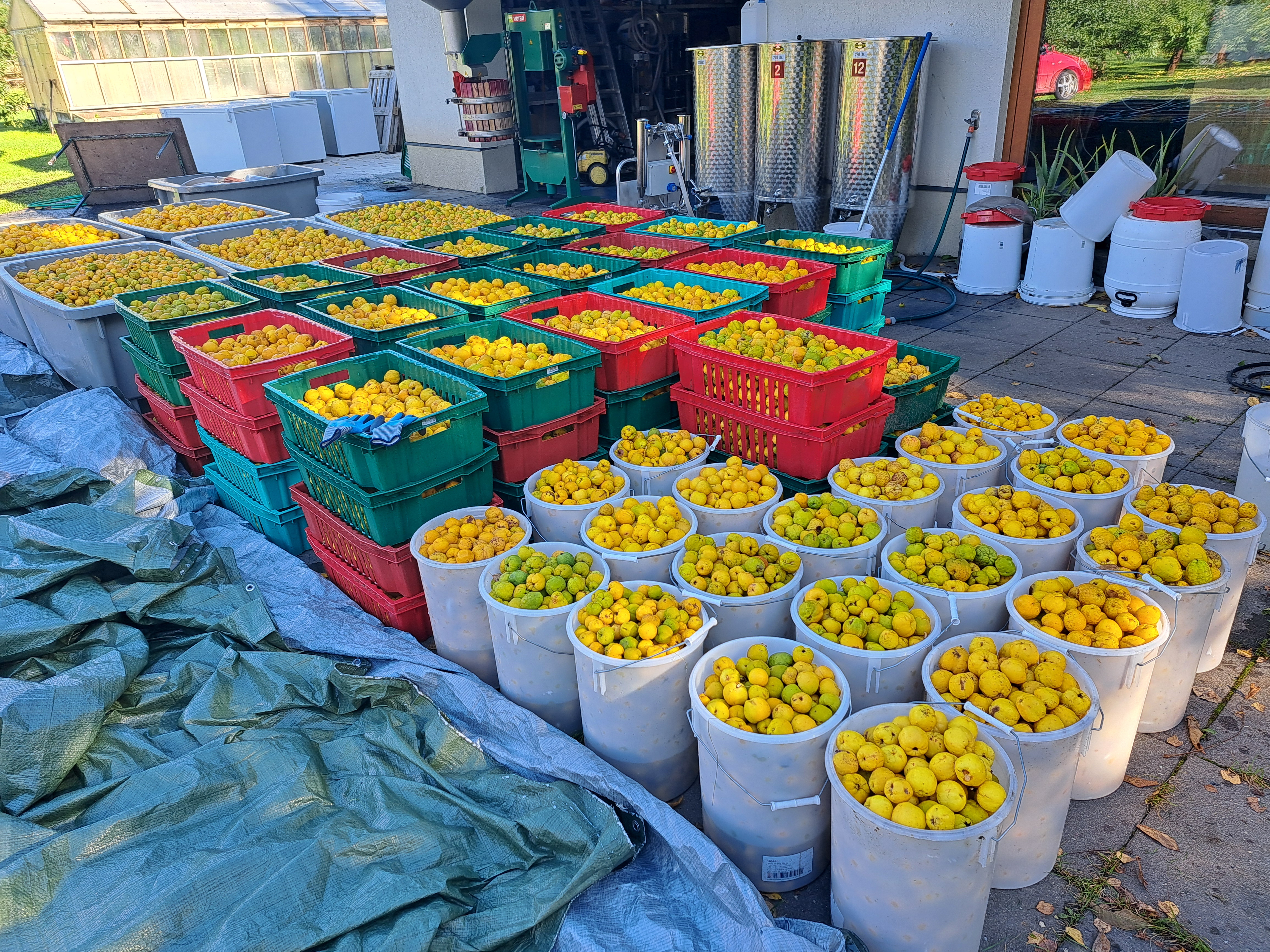 Langemaa saagikoristus